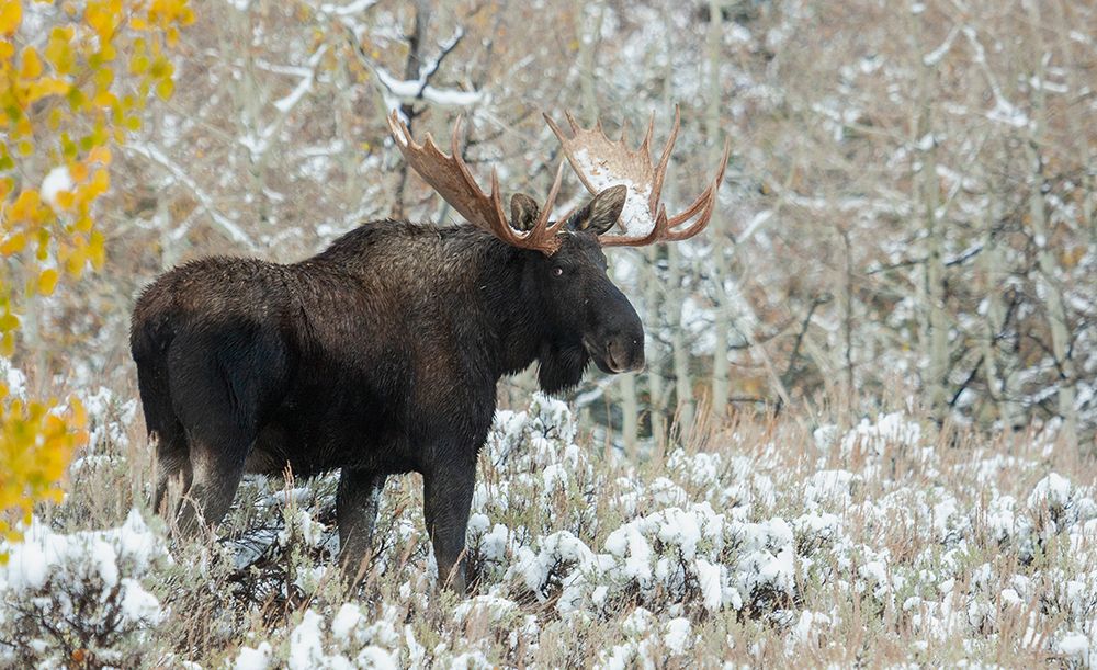 Shiras bull moose-autumn snow